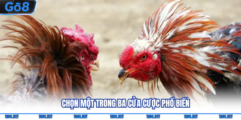Chọn một trong ba cửa cược phổ biến