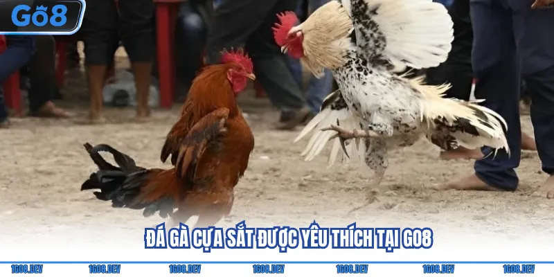 Đá gà cựa sắt được yêu thích tại Go8