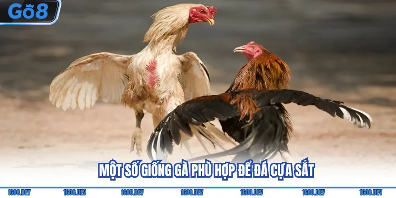 Một số giống gà phù hợp để đá cựa sắt