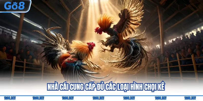 Nhà cái cung cấp đủ các loại hình chọi kê